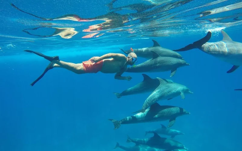Dom Delfinów Hurghada – pływanie z dzikimi delfinami w naturalnym środowisku