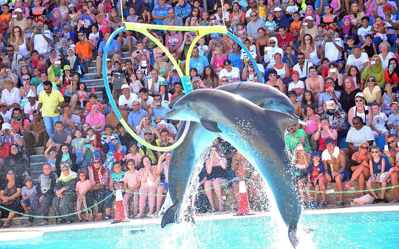 Pokaz delfinów w delfinarium Hurghada